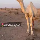 بكره كحيلانيه طيبه