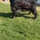 للبيع جذع عارضي كفووو