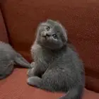 كتن سكوتش فولد وستريت رمادي اناث