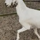 عنز بيشيه مهجنه مقنوي جرم