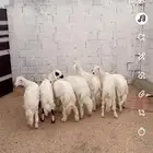 خمسه خرفان للبيع