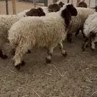 ذبايح نعيم