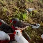 طيور زيبرا للبيع العدد تقريبا  20