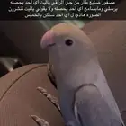 عصفوري ضايع