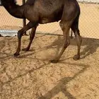 قعود كفووو للبيع رقم الجوآل