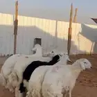 ذبايح طليان حرية