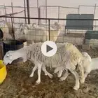 متاومه برخال مقاني