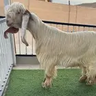 تيس عارضي اصفر