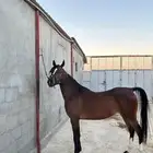 فرس مصريه بيور