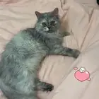 تبني قطه شيرازي