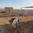 حري فاخر