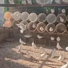 حمام صنعاوي