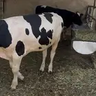 ثور هولندي عجل هولندي للبيع لحم