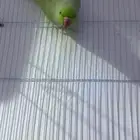 جوز دره هنديه