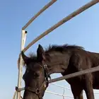 فرس مع مهرها