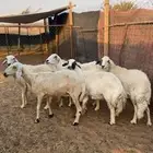 حريات