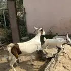 شاه منوة المقني جرم وجنب تحتها انثى جامع شباب