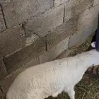خروف للبيع