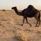 لقحات مجاهيم خوات طيبه وعلى الشرط