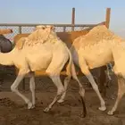 قعدان مفاريد عدد 3 طيبات وجبره ونظاف