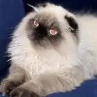 قط مكس من ام بريتيش سكوتش فولد والاب همالايا