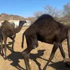 حشوان قعدان