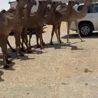للبيع البكار الصفر العدد 7