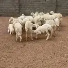 للبيع 25 من الغنم