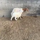 شاه متبع