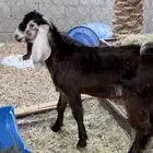 تيس