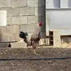 ديك نضيف مهجن باكستاني