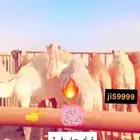 حاشي بالربع والنص وعليه عرض وحري وسواكني ذبيحة كامله