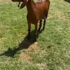 للبيع عنز بورقت كلهاري