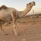 بعير للبيع