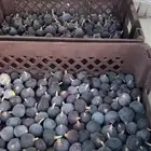 تين وادي عياء