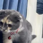 بسه