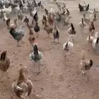 صوص بلدي