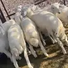 9 طليان و رخله وحده بس