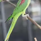 درة نيباليه انثى محلله دي ان اي للبيع تتكلم