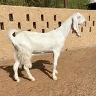 برصاء جرم فاخر ودافع