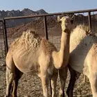 للبيع فعود سلاله نادره