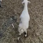 رخل حرشا  مشروطه من جميع العذاريب