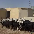 نجد