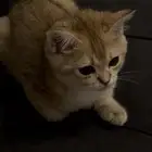 قط برتش