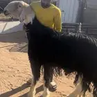 فحل نجدي مشروط