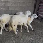 خرفان للبيع