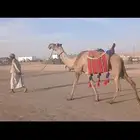 للبيع رحول ابل صفرا طوع