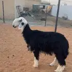 رخل نجدية كفو