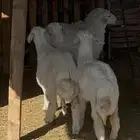 بهم حري كفو