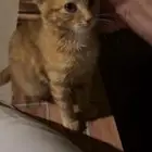 بسه لتبني ( نظيفه )